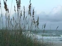 sea oats 2 Stock Footage