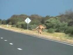 Kangaroos crossing the road Stock Footage