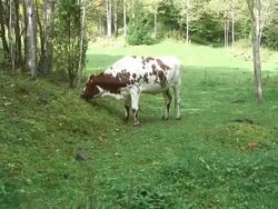 One heifer eating the grass. Stock Footage