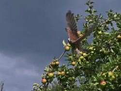 MS SLO MO Falco tinnunculus taking off from branch of apple tree / Vieux Pont, Normandy, France Stock Footage