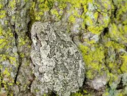 CU Shot of Tree frog on maple tree / Tweed, Ontario, Canada Stock Footage