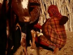 CU Woman milks cow in Himba village / Opuwo, Kunene, Namibia Stock Footage