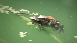 Frog in pond Stock Footage