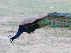 Peacock feathers beautiful bird. Stock Footage