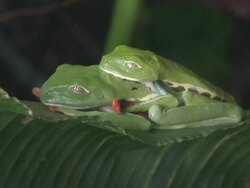 Frog Love Stock Footage
