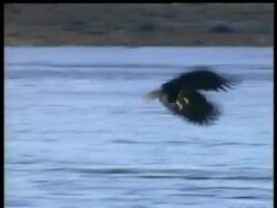 MS bald eagle swooping down on water to catch fish, Arctic circle Stock Footage