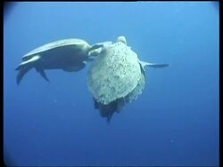 CU pair of Green Turtles mating in sunlit water, third Turtle tries to interrupt, Turtles swim to surface, Sipadan, Borneo, Malaysia Stock Footage