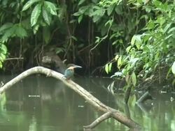 King fisher flying Stock Footage