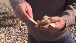 CLEAN : Chile flies to the aid of the macha star mollusk of its cuisine News Clip