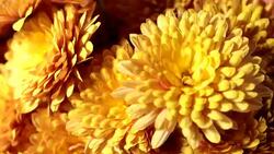 chrysanthemum Stock Footage