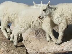 CU TS Mountain goat kids jumping from rock to rock / Idaho Springs, Colorado, United States Stock Footage