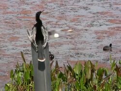 Anhinga in a Man Made Wetlands Stock Footage