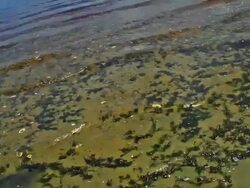 Shoreline Stock Footage