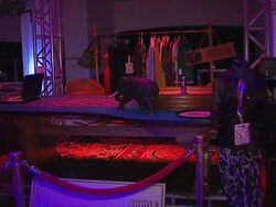 SeenON com Launch Party co-sponsored by TV Guide Stock Footage