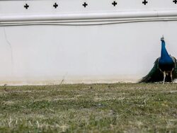 Peacock feathers beautiful bird. Stock Footage