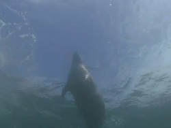 Grey Seal Stock Footage