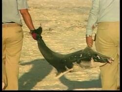 VENEZUELA: TURTLE ISLAND: 98 DEAD DOLPHINS CLEARED FROM BEACH News Clip