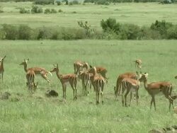 Wide Shot - A herd of gazelles roams a grassy savanna / Kenya Stock Footage