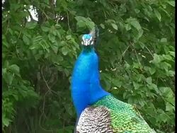 Peacock Vocalizing Stock Footage