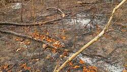 Panning of land after burning Stock Footage