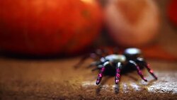 Halloween pumpkin decoration on stone stairs Stock Footage