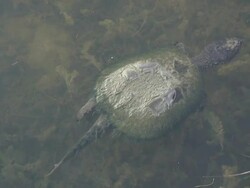 Swimming water turtle 2 - HD 1080/60i Stock Footage
