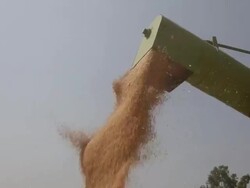 Combine Harvester in a wheat crops  Stock Footage