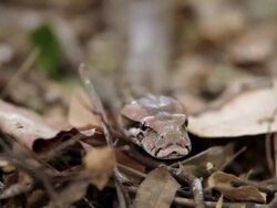 "CU TS Shot of Python slides towards forest floor then turns back / Assam, Golaghat, India" Stock Footage