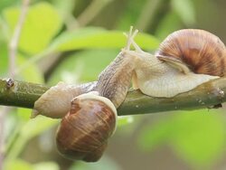 snails on a branch Stock Footage