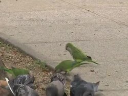 VOICED: A Paradise for parrots in the heart of Brooklyn News Clip