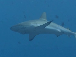 MS TS Grey reef shark with tear marks on body / Palau, Micronesia, Palau  Stock Footage