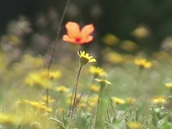 Flowers in the meadow Stock Footage