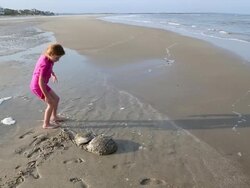 WS Shot over young girl watching two horseshoe crabs on beach / St Simon's Island, Georgia, United States Stock Footage