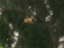 CU Shot of Spider weaving Spider web / Brussels, Brussels Capital Region, Belgium Stock Footage