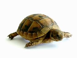 Turtle Stock Footage