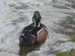 Wood ducks couple Stock Footage