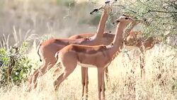 Gerenuk (giraffe antelope) (Litocranius walleri) Stock Footage