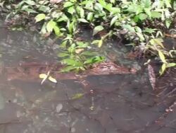 Caiman in Tortuguero - Costa Rica wildlife Stock Footage