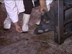 Egypt slaughters all pigs in bid to stop swine flu News Clip