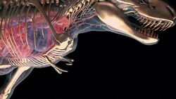 The forearms of a Tyrannosaurus Rex move in an computer-generated anatomical animation. Stock Footage