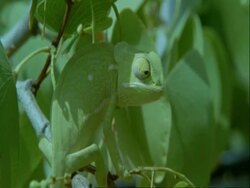 Flapnecked Chameleon, Chamaeleo dilepis, grabbing insect with tongue, eating, Botswana, Africa Stock Footage