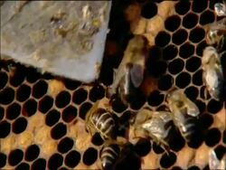 Edge of spade marks two new worker bees hatching from comb, Andalucia, Spain Stock Footage