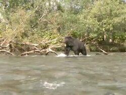 WS Black bears hunting for fish / Caucasus, Russia Stock Footage