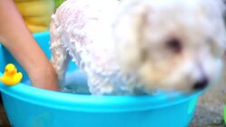 dog washing in a basin Stock Footage