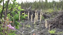 CLEAN : Native tribe fights to save Boreal forest in Quebec News Clip