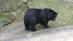 CLEAN : Berliners in mourning as polar bear cub Fritz dies News Clip