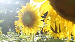 sunflower and sun Stock Footage