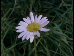 T/L flower - CU Daisy opening then wilting, natural background Stock Footage