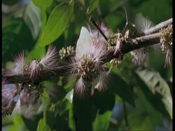 CU Butterflies feeding on pink fluffy flowers, South America Stock Footage