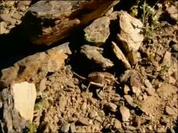 Cricket, Parque Nacional Sierra Nevada (Granada y Almeria), Andalusia, Southern Spain Stock Footage